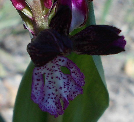 identificazione orchidea che ha invaso uliveto